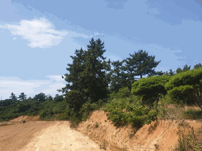 법원경매 2025타경51226 사진2 | 신안군 압해읍 분매리 임야 경매
