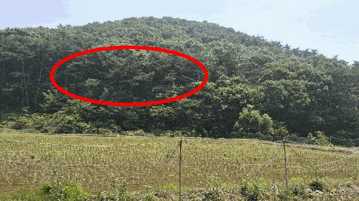 2025타경15704 법원경매 사진3 | 충남 보령시 임야 경매