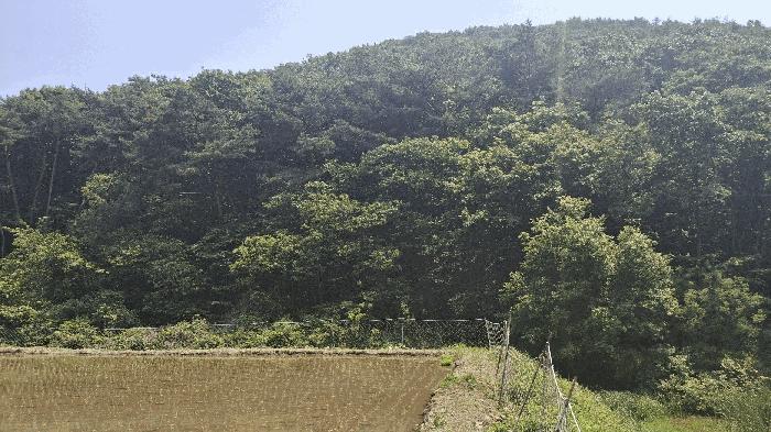 2025타경15704 법원경매 사진5 | 충남 보령시 임야 경매