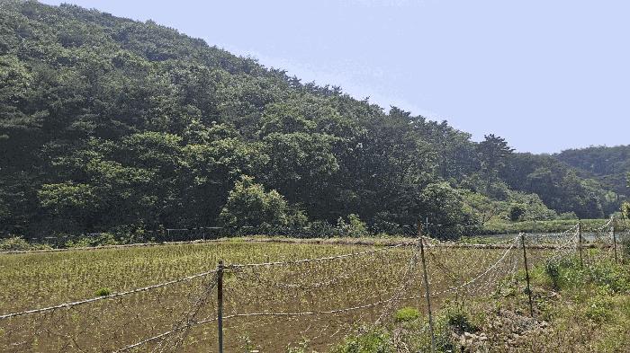 2025타경15704 법원경매 사진7 | 충남 보령시 임야 경매