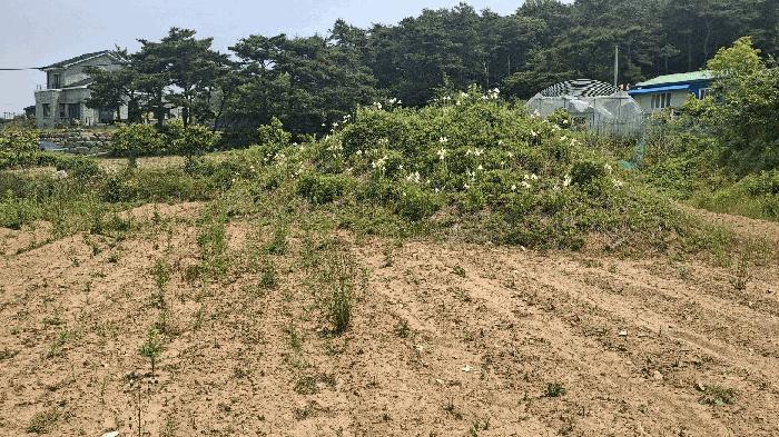2025타경15729 법원경매 사진2 | 충남 보령시 전 경매