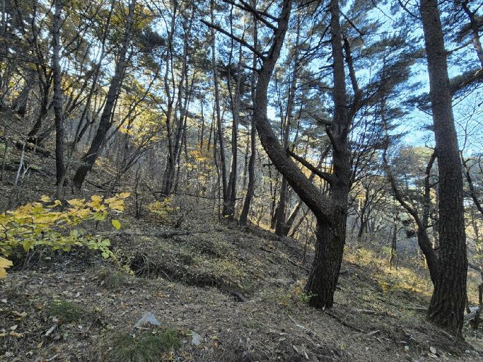 법원경매 2025타경32056 사진2 | 대구 달성군 옥포읍 반송리 임야 경매