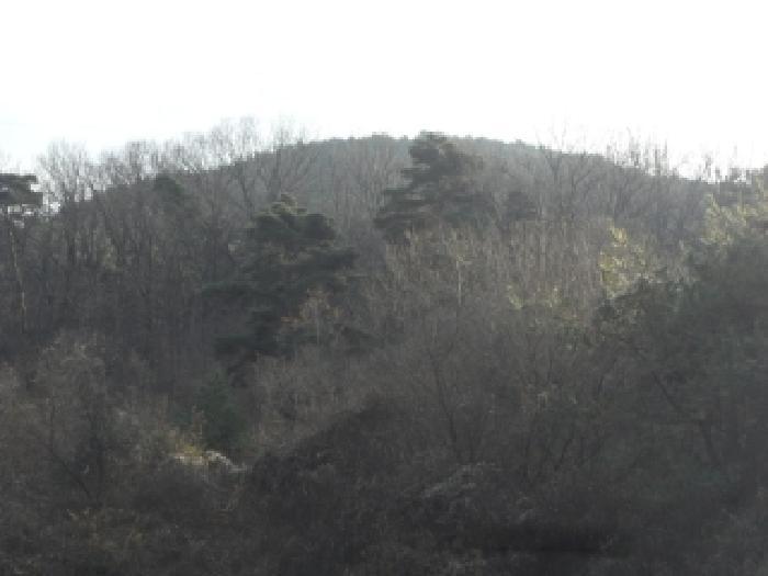 법원경매 2025타경32056 사진9 | 대구 달성군 옥포읍 반송리 임야 경매