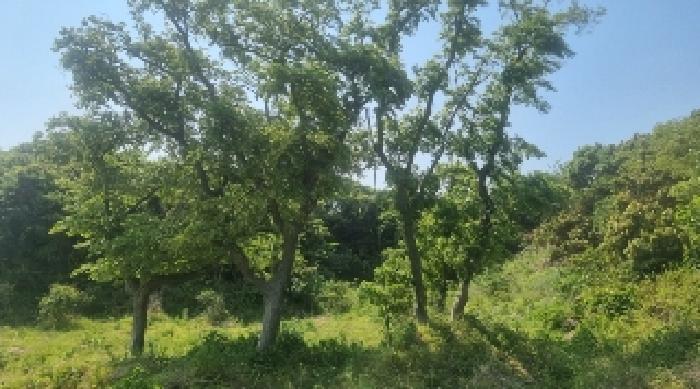 2025타경1168 법원경매 사진7 | 제주 서귀포시 임야 경매