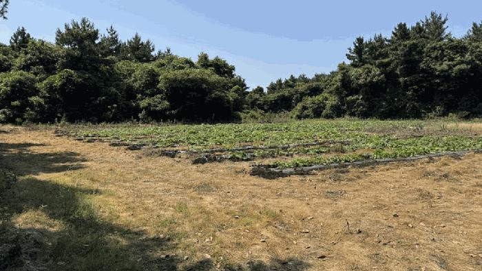 2025타경1387 법원경매 사진4 | 제주 서귀포시 임야 경매