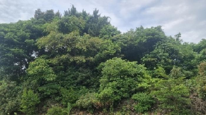 2025타경1387 법원경매 사진6 | 제주 서귀포시 임야 경매