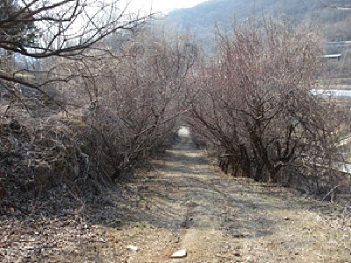 법원경매 2025타경131 사진29 | 문경시 신기동 387-1 전 경매