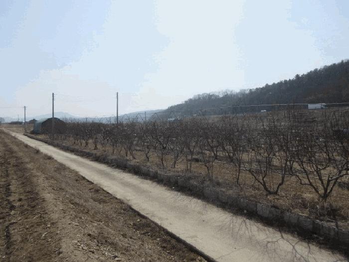 법원경매 2025타경10131 사진8 | 대구 군위군 군위읍 사직리 254 전 경매
