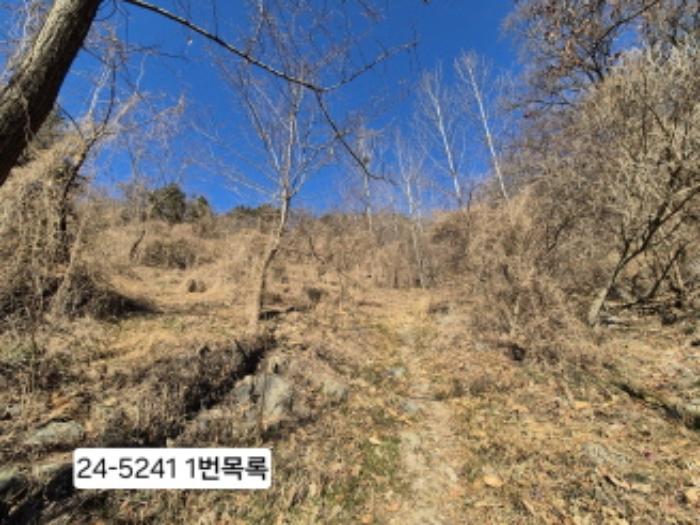 법원경매 2024타경5241 사진2 | 부산 사하구 괴정동 임야 경매