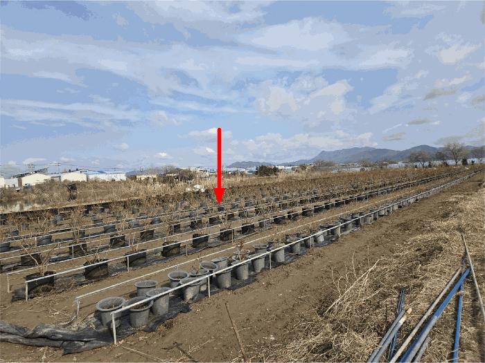 법원경매 2025타경101090 사진2 | 부산 강서구 대저2동 513-48 답 경매