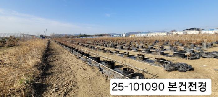 법원경매 2025타경101090 사진3 | 부산 강서구 대저2동 513-48 답 경매