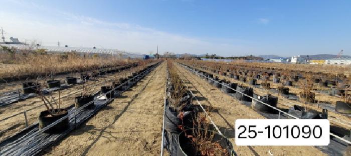법원경매 2025타경101090 사진4 | 부산 강서구 대저2동 513-48 답 경매