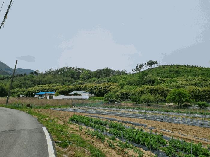 법원경매 2025타경3689 사진2 | 포항시 남구 대송면 대각리 임야 경매