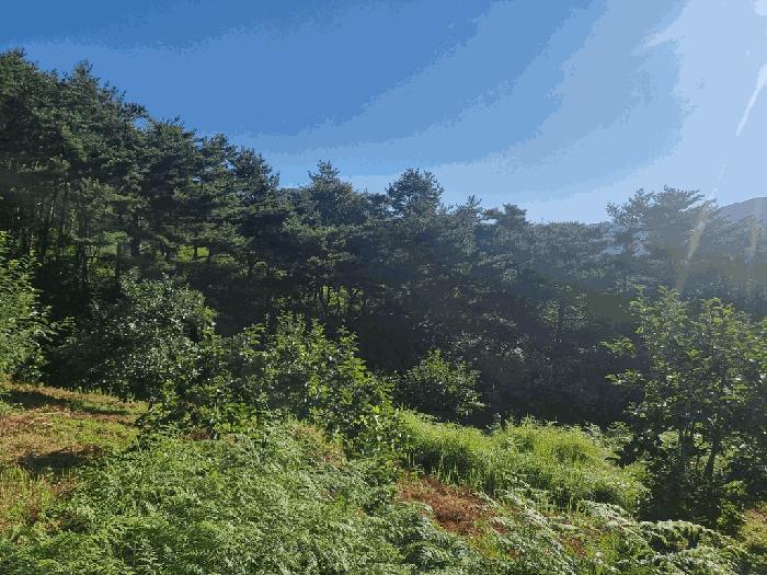 2025타경31026 법원경매 사진33 | 경남 산청군 다가구주택 경매
