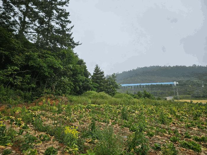 2025타경1153 법원경매 사진4 | 전남 해남군 임야 경매