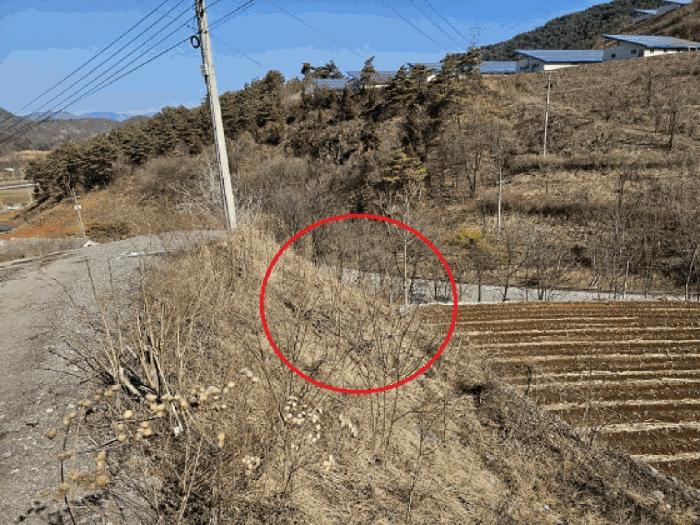 법원경매 2025타경240 사진5 | 영월군 북면 문곡리 임야 경매