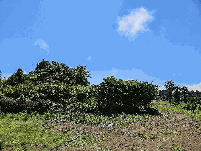 2025타경1442 법원경매 사진4 | 제주 서귀포시 대지,임야,전답 경매