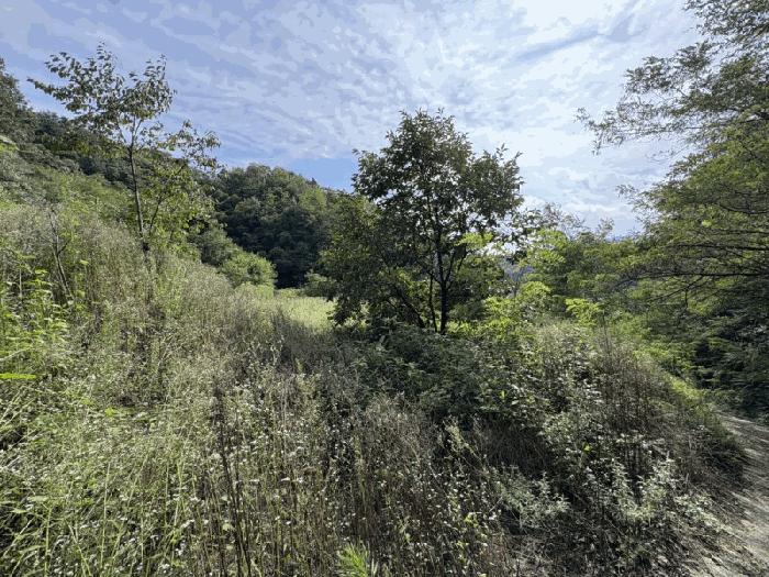 충북 영동군 양산면 원당리 165 과수원 사진 2
