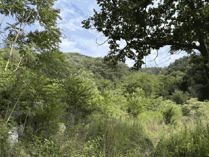 충북 영동군 양산면 원당리 165 과수원 사진 3