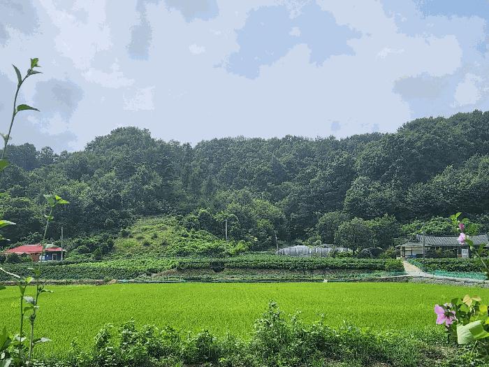 2025타경15925 법원경매 사진5 | 충남 예산군 임야 경매
