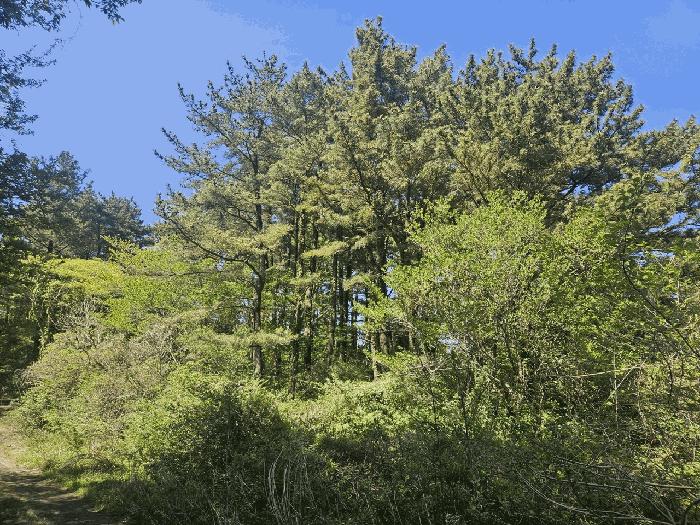 2025타경7896 법원경매 사진3 | 제주 제주시 임야 경매