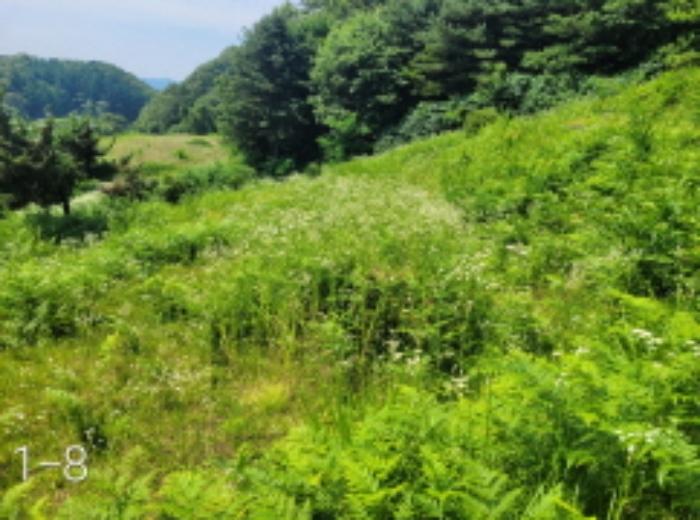 법원경매 2024타경35642 사진18 | 양평군 양서면 도곡리 임야 경매