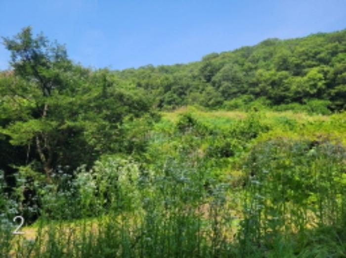 법원경매 2024타경35642 사진21 | 양평군 양서면 도곡리 임야 경매