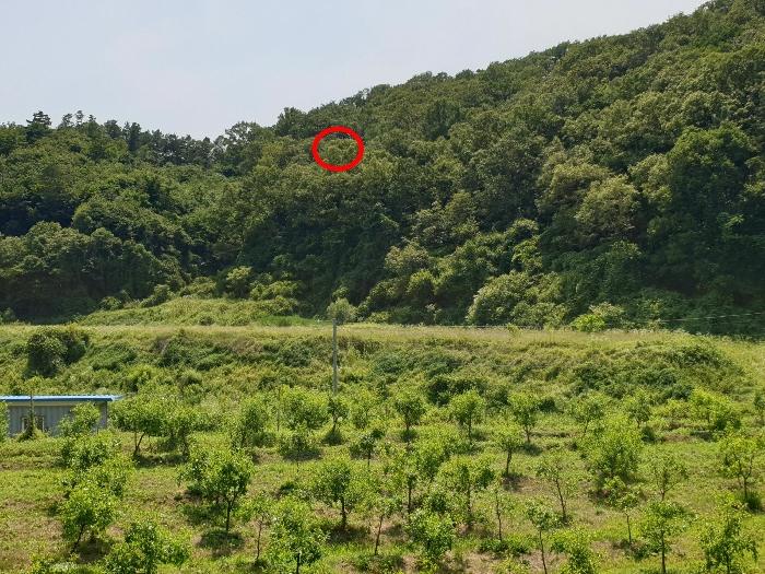 법원경매 2024타경35642 사진5 | 양평군 양서면 도곡리 임야 경매