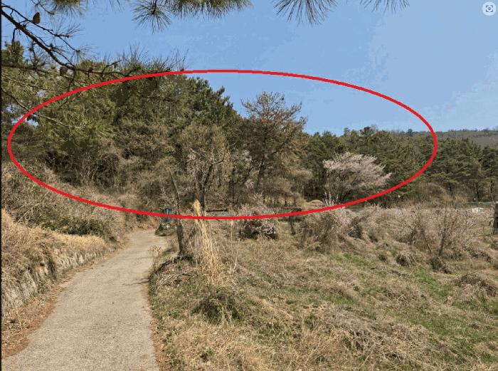 경상북도 청도군 화양읍 삼신리 산194-6 법원경매 물건 대표사진