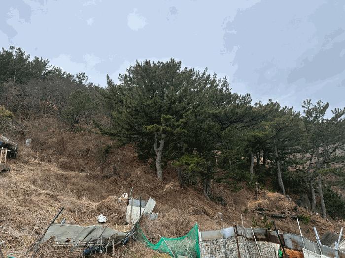 법원경매 2025타경10169 사진9 | 영덕군 영해면 사진리 183 전 경매