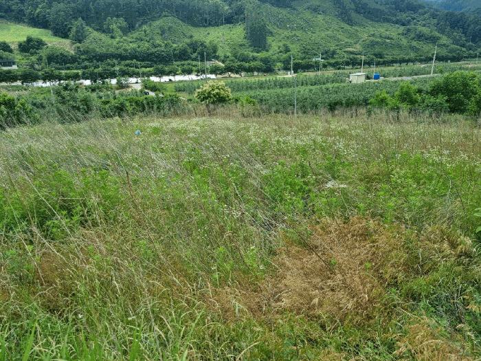 경상북도 봉화군 춘양면 애당리 119-4 법원경매 물건 대표사진