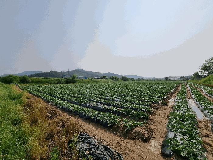 2025타경1098 법원경매 사진6 | 충북 충주시 전답 경매