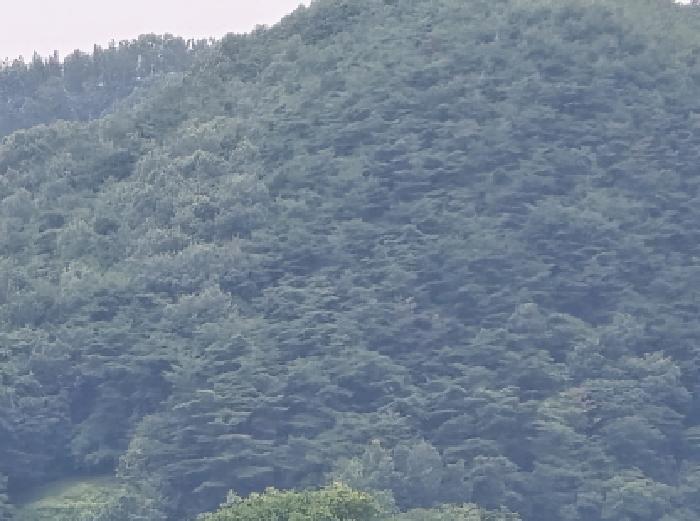 2025타경8560 법원경매 사진3 | 경북 영천시 임야 경매