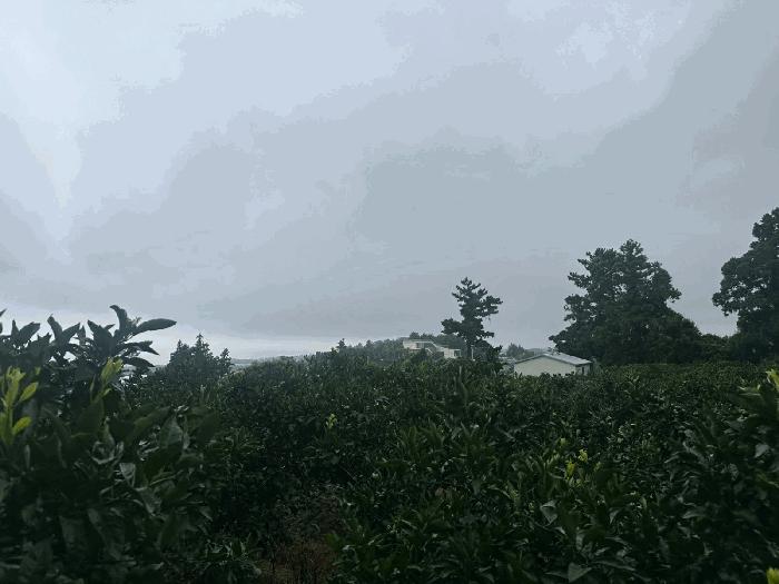 2025타경1434 법원경매 사진6 | 제주 서귀포시 전 경매
