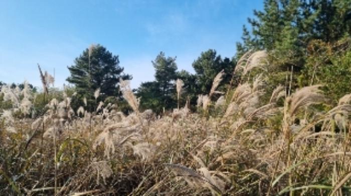 2024타경35564 법원경매 사진25 | 제주 제주시 임야 경매