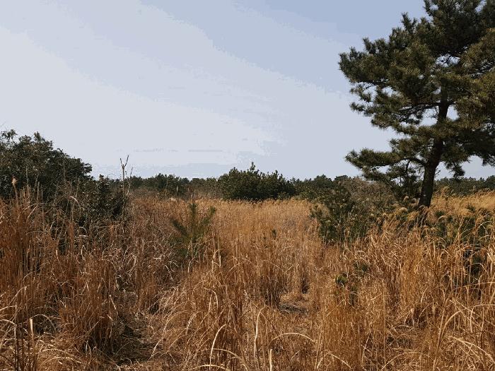 제주특별자치도 제주시 구좌읍 행원리 2319 법원경매 물건 대표사진