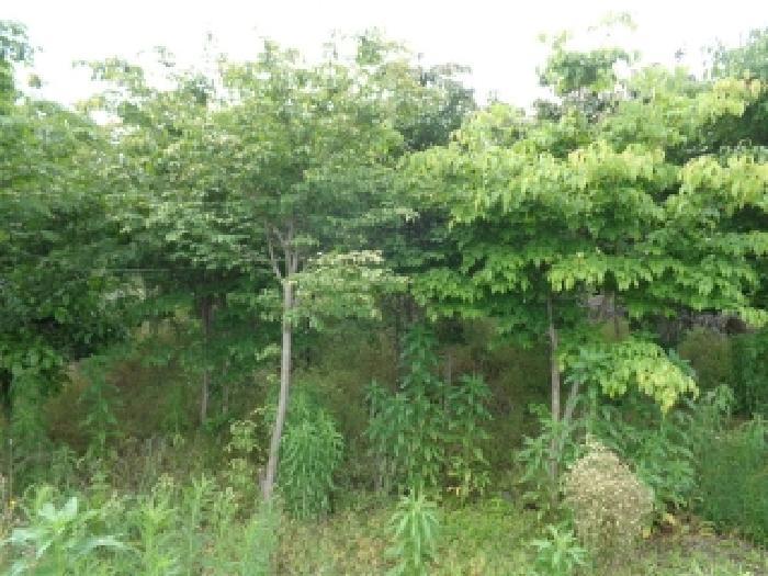 2025타경7987 법원경매 사진19 | 제주 서귀포시 과수원 경매