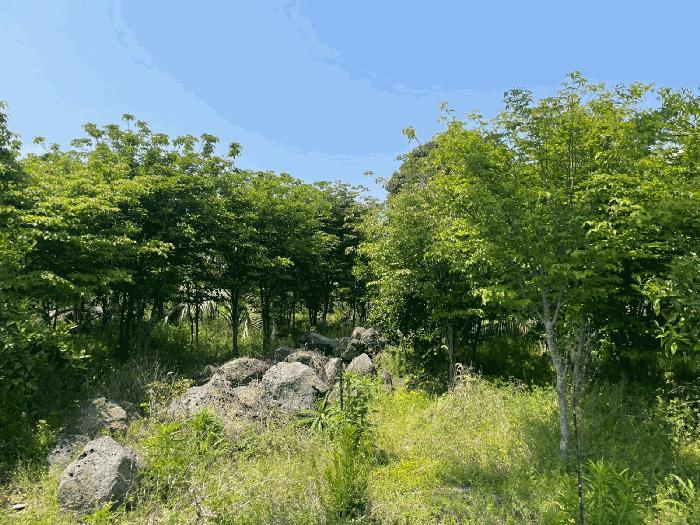 2025타경7987 법원경매 사진6 | 제주 서귀포시 과수원 경매