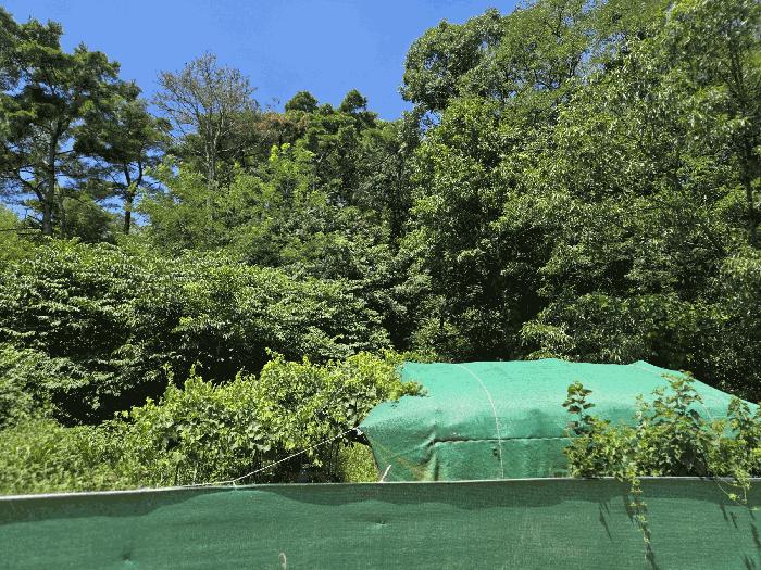 법원경매 2025타경8669 사진2 | 칠곡군 지천면 낙산리 임야 경매