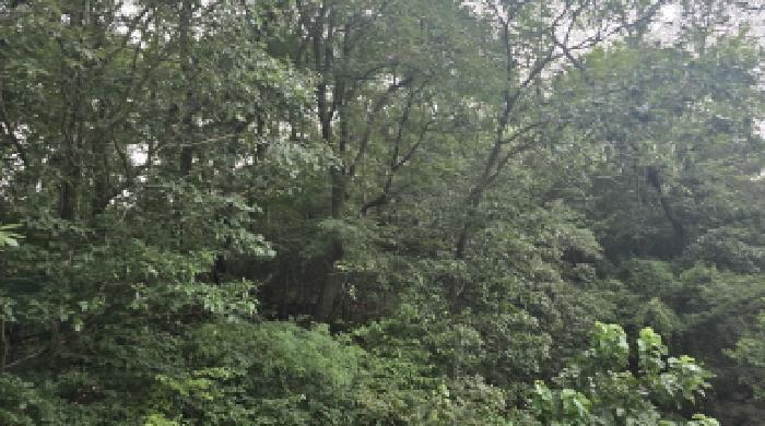 법원경매 2025타경8669 사진5 | 칠곡군 지천면 낙산리 임야 경매