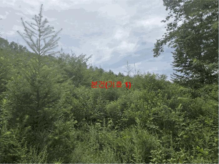 법원경매 2025타경10315 사진3 | 거창군 웅양면 한기리 임야 경매