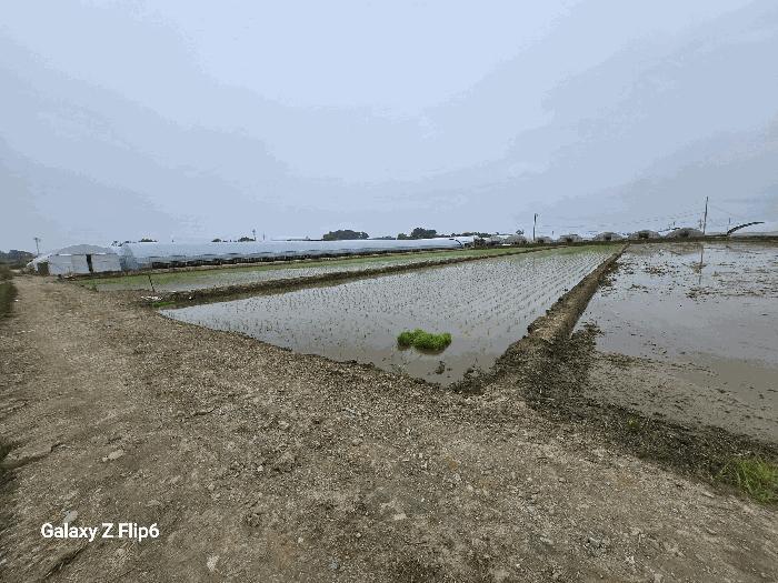 충남 논산시 광석면 천동리 499-6 답 사진 3