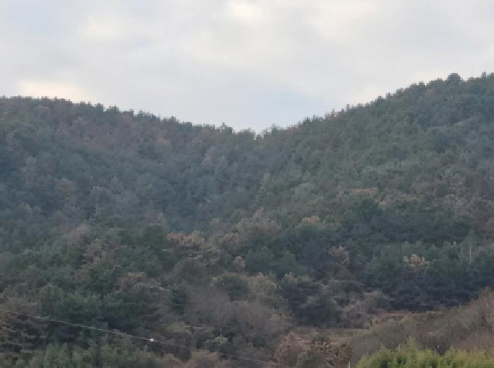2025타경710 법원경매 사진12 | 전남 여수시 임야 경매