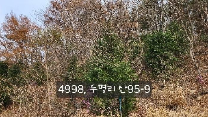 법원경매 2025타경4998 사진23 | 부산 기장군 기장읍 내리 임야 경매