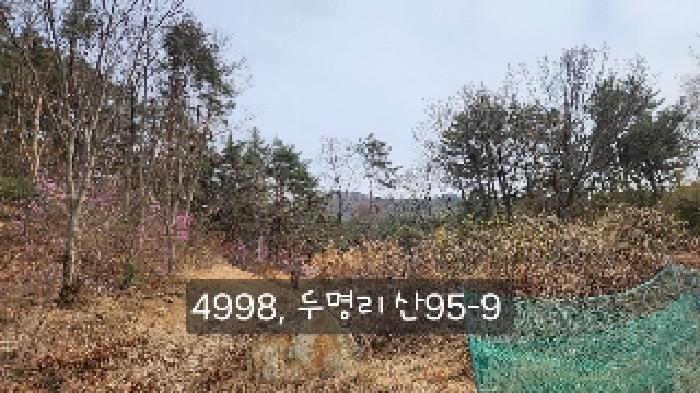 법원경매 2025타경4998 사진35 | 부산 기장군 기장읍 내리 임야 경매
