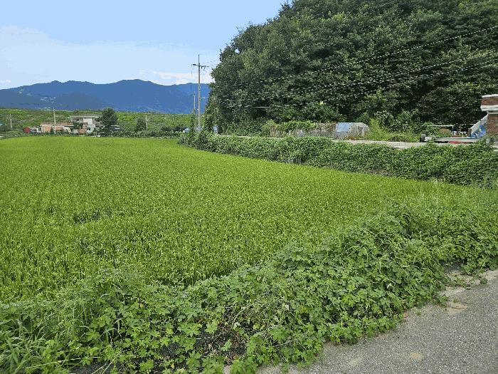 충청남도 천안시 서북구 입장면 시장리 41-1 법원경매 물건 대표사진