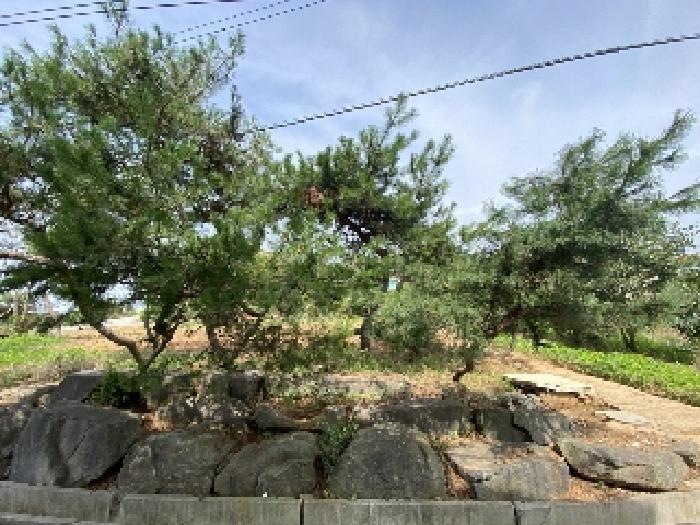 2025타경51529 법원경매 사진23 | 충남 당진시 대지 경매