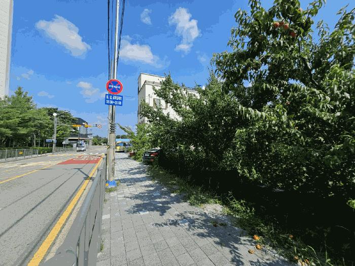2025타경503142 법원경매 사진2 | 세종 조치원읍 과수원 경매