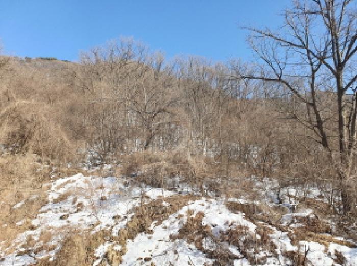 법원경매 2025타경218 사진5 | 가평군 청평면 고성리 642-13 임야 경매