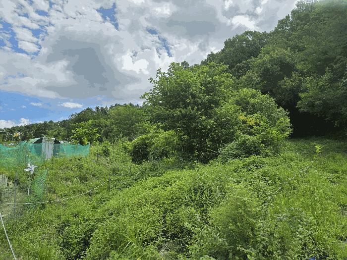 충남 천안시 서북구 신당동 143-1 전 사진 5